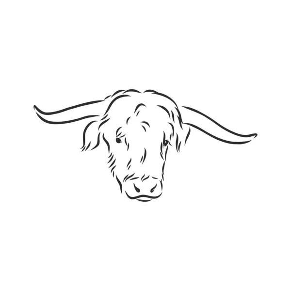 Preto Branco Pintura Linear Desenhar Bull Vetor Ilustração —  Vetores de Stock