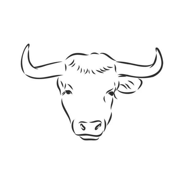 Preto Branco Pintura Linear Desenhar Bull Vetor Ilustração —  Vetores de Stock