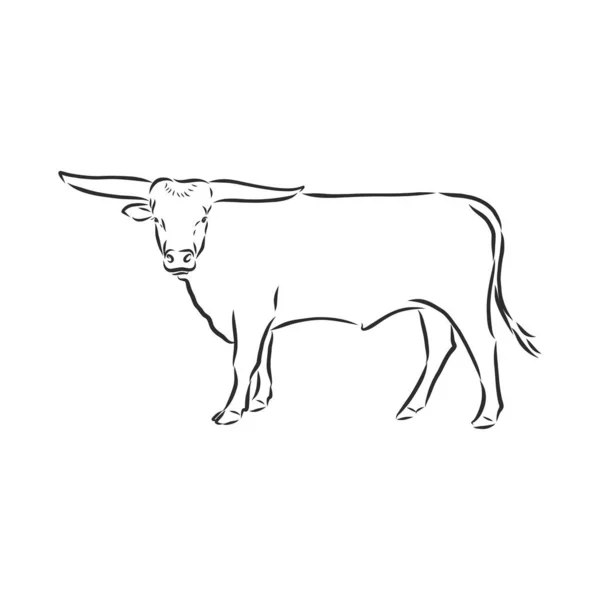 Black White Linear Paint Draw Bull Vector Illustration — Stock Vector