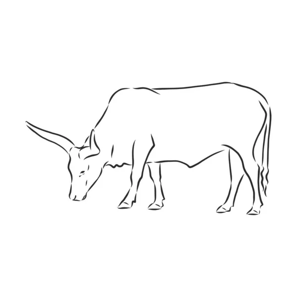 Preto Branco Pintura Linear Desenhar Bull Vetor Ilustração — Vetor de Stock