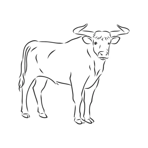 Preto Branco Pintura Linear Desenhar Bull Vetor Ilustração —  Vetores de Stock