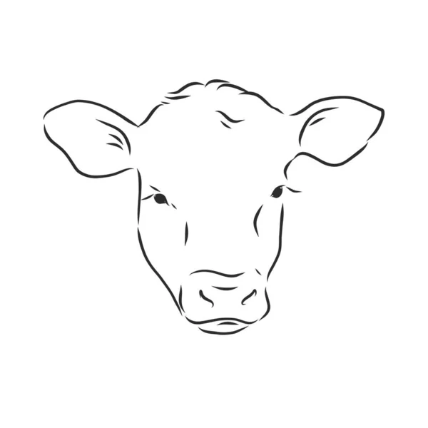 Preto Branco Pintura Linear Desenhar Bull Vetor Ilustração — Vetor de Stock