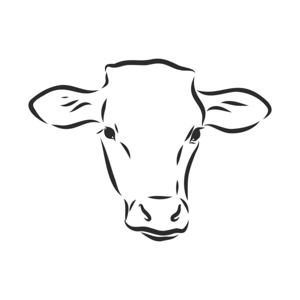 black and white linear paint draw bull vector illustration