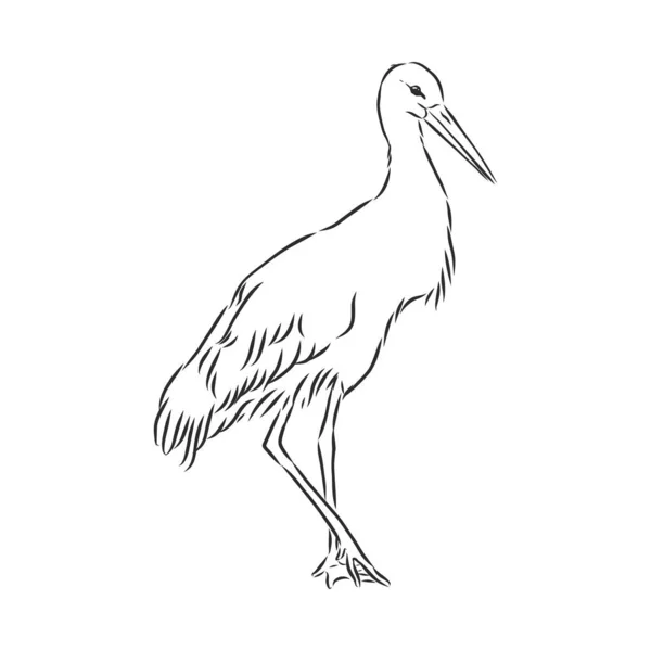 Storch Skizziert Vektorillustration Hand Skizziert Einen Storch Für Einen Entwurf — Stockvektor
