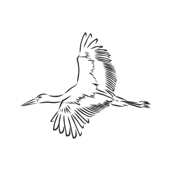 Illustration Vectorielle Croquis Cigogne Esquisse Main Une Cigogne Pour Design — Image vectorielle