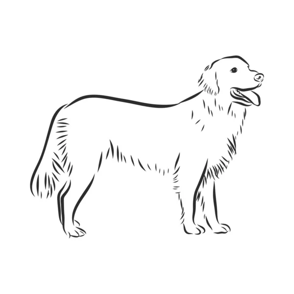 Imagen Vectorial Golden Retriever Sobre Fondo Blanco — Archivo Imágenes Vectoriales