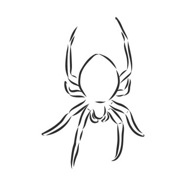El Çizimi Örümcek Çizimi - Cadılar Bayramı ve diğer kompozisyonlar için Vektör Tasarım Elemanı.