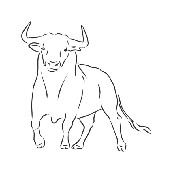 Zwart Wit Lineaire Verf Teken Stier Vector Illustratie — Stockvector