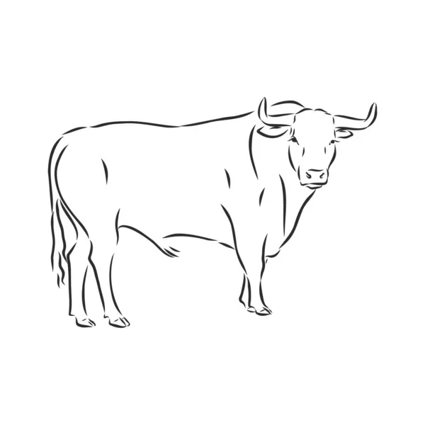 Preto Branco Pintura Linear Desenhar Bull Vetor Ilustração — Vetor de Stock