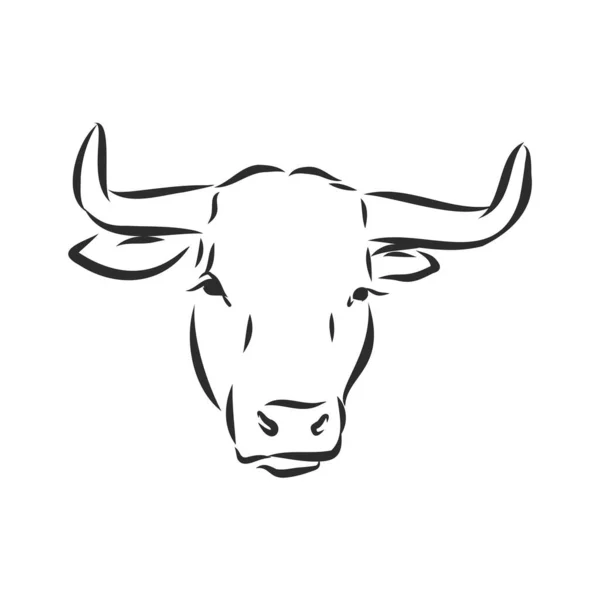 Preto Branco Pintura Linear Desenhar Bull Vetor Ilustração —  Vetores de Stock