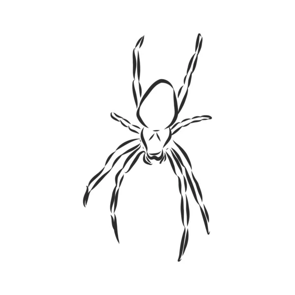 Handritad Spider Illustration Vektor Design Element För Halloween Och Andra — Stock vektor