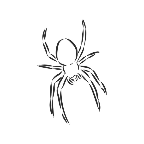 Çizimi Örümcek Çizimi Cadılar Bayramı Diğer Kompozisyonlar Için Vektör Tasarım — Stok Vektör