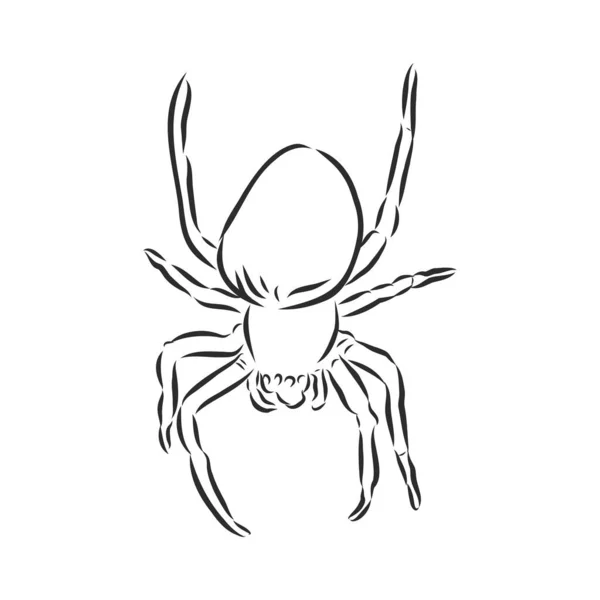 Handritad Spider Illustration Vektor Design Element För Halloween Och Andra — Stock vektor