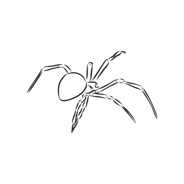 Χειροποίητη Απεικόνιση Spider Διανυσματικό Στοιχείο Σχεδιασμού Για Halloween Και Άλλες — Διανυσματικό Αρχείο