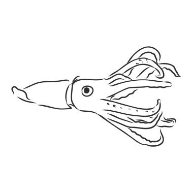 Kalamar. Vektör izole illüstrasyon. Mürekkep. El çizimi mürekkep balığı vektörü çizimi