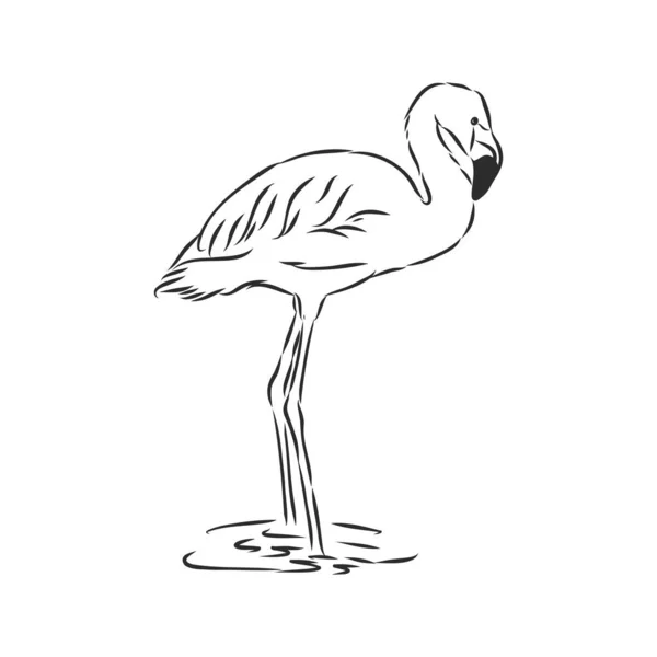 Flamingo Skizze Vektor Illustration Flamingo Vektor Skizze Illustration — Stockvektor