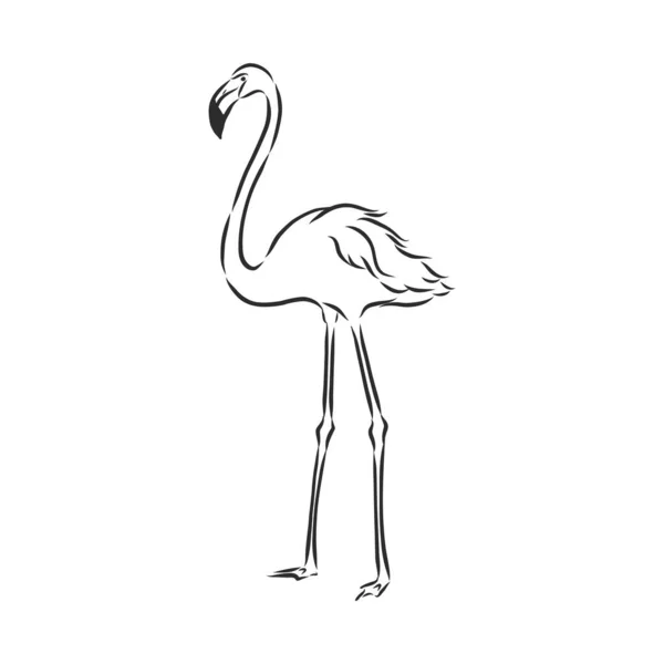 Flamingo Sketch Vector Illustration Flamingo Vector Sketch Illustration — 스톡 벡터