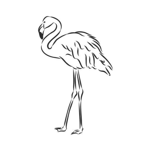 Flamingo Sketch Vector Illustration Flamingo Vector Sketch Illustration — 스톡 벡터