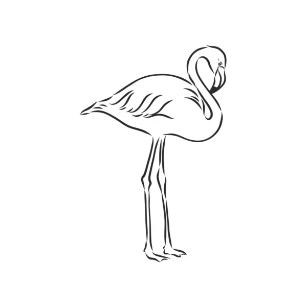 Illustration Vectorielle Croquis Flamingo Illustration Vectorielle Croquis Flamingo — Image vectorielle