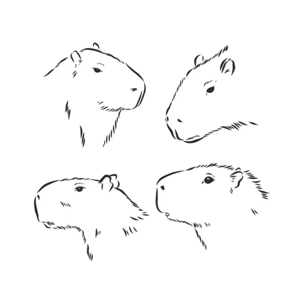 白背景图片中的Capybara和鸟类 — 图库矢量图片