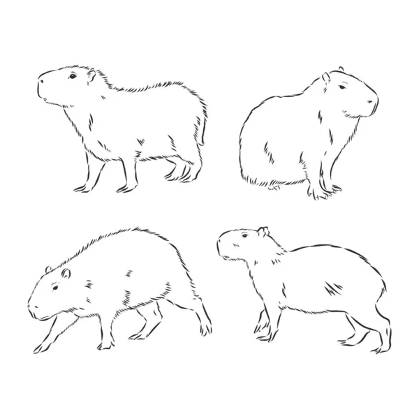 Capybaraストックベクター ロイヤリティフリーcapybaraイラスト ページ 5 Depositphotos Capybaraストックベクター ロイヤリティフリーcapybaraイラスト ページ 5 Depositphotos