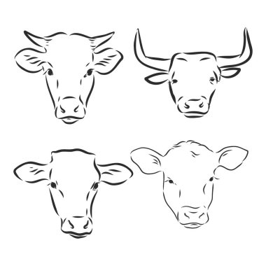 siyah ve beyaz doğrusal boya boğa vektör çizimi