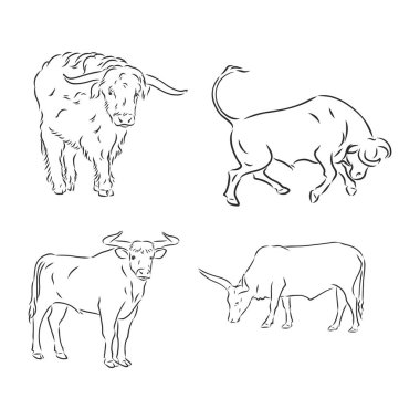 siyah ve beyaz doğrusal boya boğa vektör çizimi