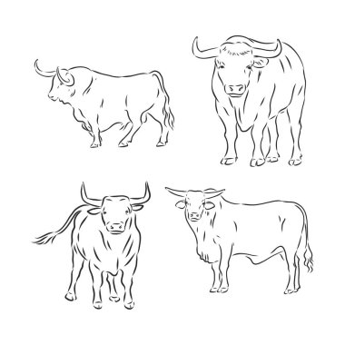 siyah ve beyaz doğrusal boya boğa vektör çizimi