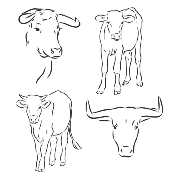 Preto Branco Pintura Linear Desenhar Bull Vetor Ilustração — Vetor de Stock