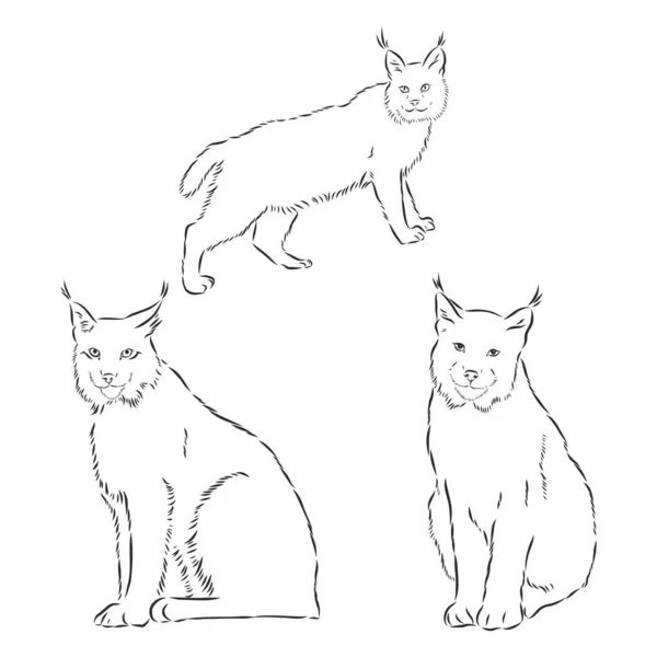 Lynx design - wild bobcat black and white vector outline . lynx vector sketch illustration — ストックベクタ