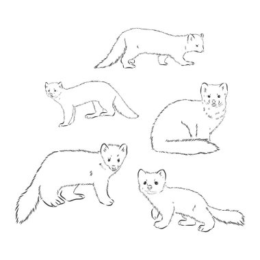 Vahşi samur, orman hayvanı. Kuzeyin sembolü. Klasik monokrom tarzı. Avrupa 'daki memeliler, Rusya' daki Ural Dağları 'ndan. Samur hayvan vektörü çizimi