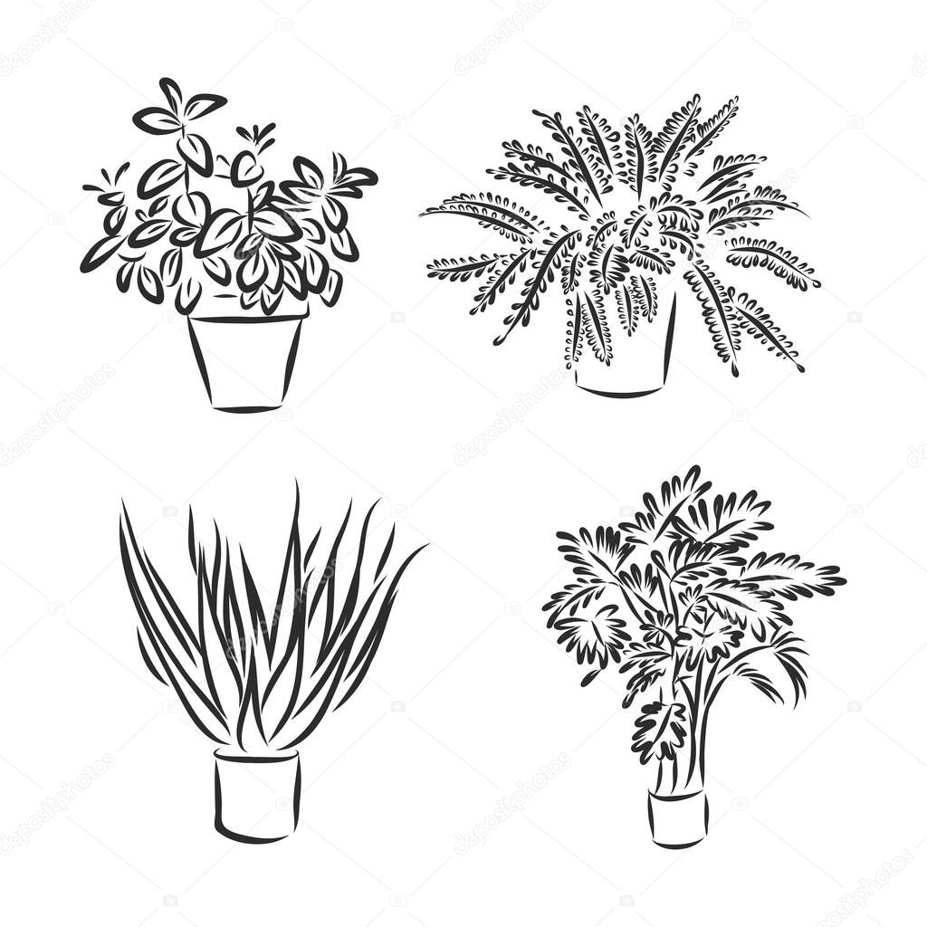 Hand drawn pot plants vector set. indoor plants vector sketch illustration