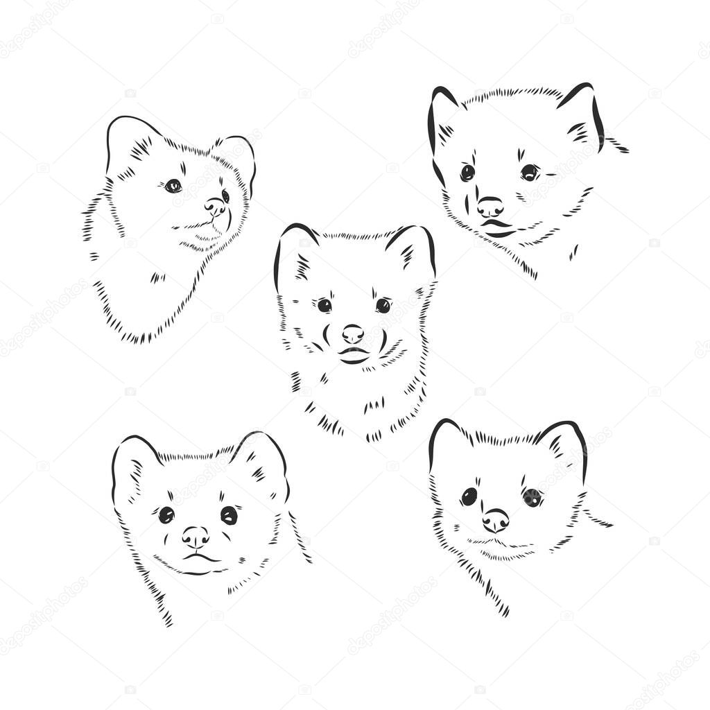 Wild sable, forest animal. Symbol of the north. Vintage monochrome style. Mammal in Europe, Russia, from the Ural Mountains. Engraved hand drawn sketch for banner or label.
