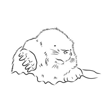 Köstebek. Çizim biçimi Vektör illüstrasyonuName