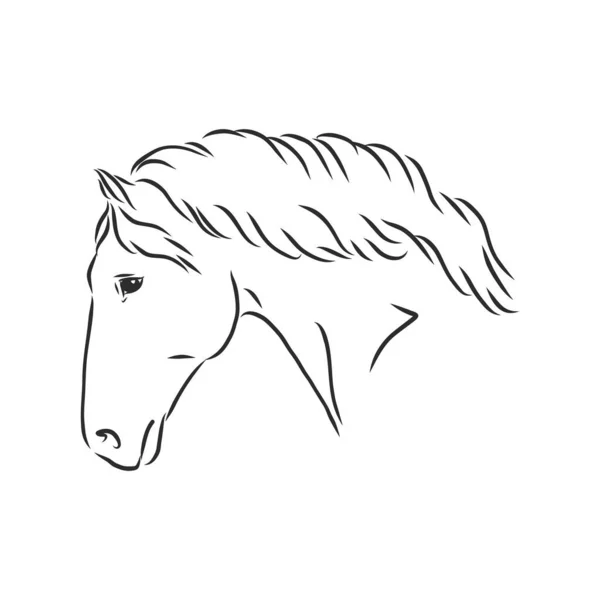 Vectorsilhouet Van Een Paard — Stockvector