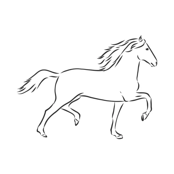 Vectorsilhouet Van Een Paard — Stockvector