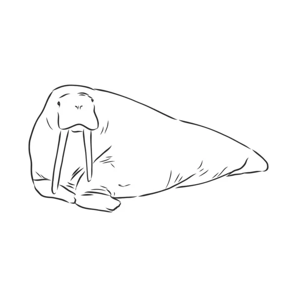 Sketch Walrus Hand Drawn Illustration Converted Vector — Stock Vector