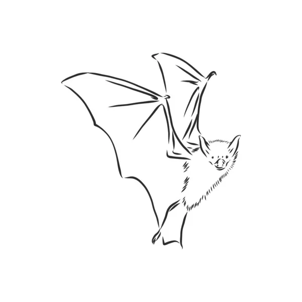 Preto Branco Voando Halloween Vampiro Morcego Desenho Ilustração Vetorial Estilo —  Vetores de Stock