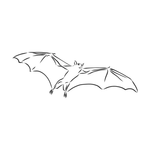 Svart Och Vitt Flyger Halloween Vampyr Bat Skiss Stil Vektor — Stock vektor