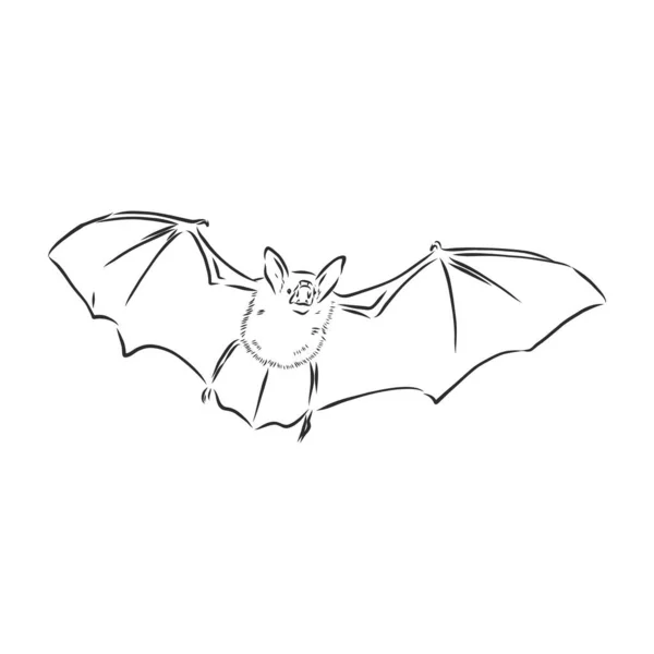 Preto Branco Voando Halloween Vampiro Morcego Desenho Ilustração Vetorial Estilo — Vetor de Stock