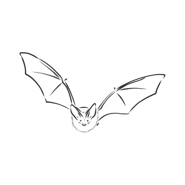 Sort og hvid flyvende Halloween vampyr bat, skitse stil vektor illustration isoleret på hvid baggrund. flagermus vektor skitse illustration – Stock-vektor