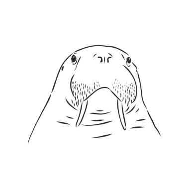 Deniz aygırı çizimi. El çizimi illüstrasyon vektöre çevrildi. mors vektörü çizimi