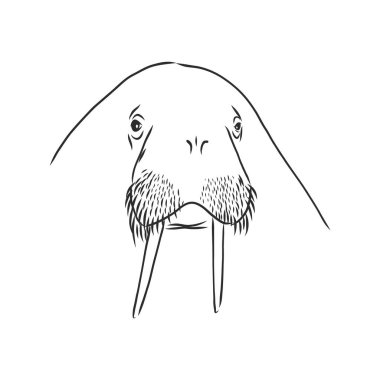 Deniz aygırı çizimi. El çizimi illüstrasyon vektöre çevrildi. mors vektörü çizimi