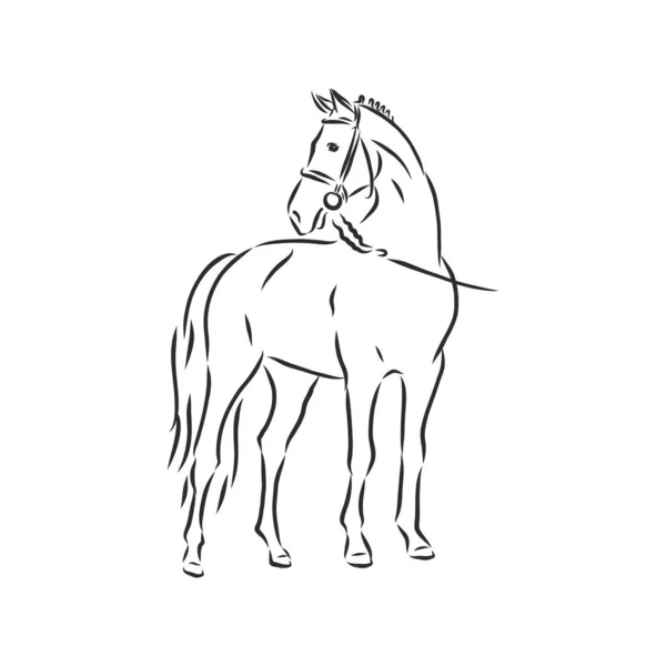 Silueta vectorial de un caballo. hermoso caballo vector boceto ilustración — Archivo Imágenes Vectoriales