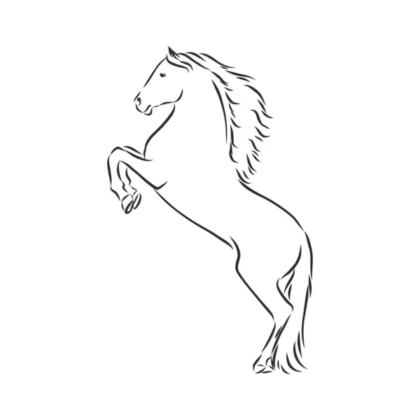 Vectorsilhouet van een paard. mooie paard vector schets illustratie — Stockvector