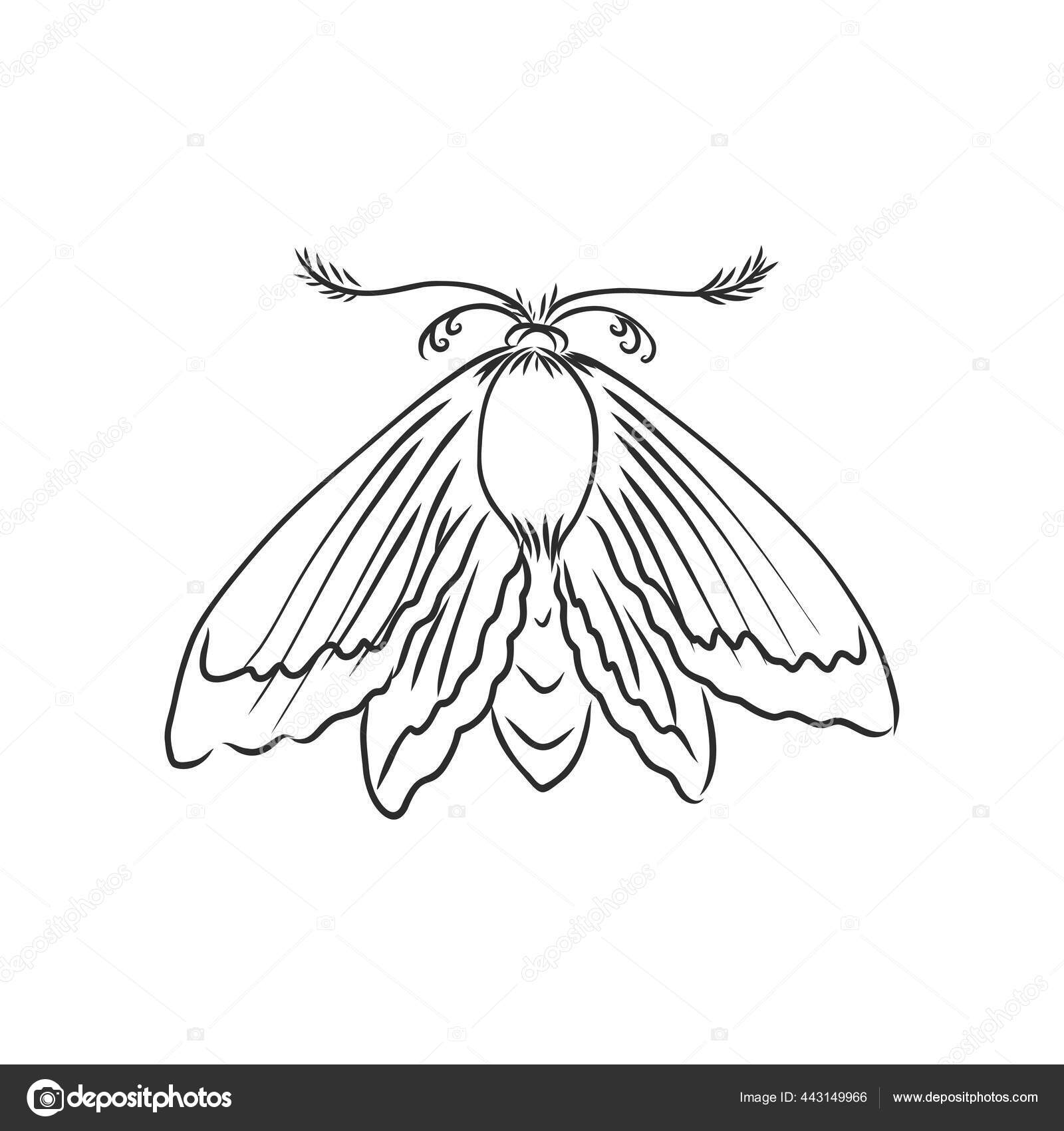 手描きスケッチ蛾の漫画イラスト。蛾のベクトルスケッチ図 ストックベクター ©Elalalala.yandex.ru 443149966, image size:1600x1700