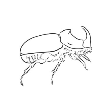 Böcek gergedanları kabartma çizim vektörüyle çiziyorlar. Gergedan böcek vektör çizimi