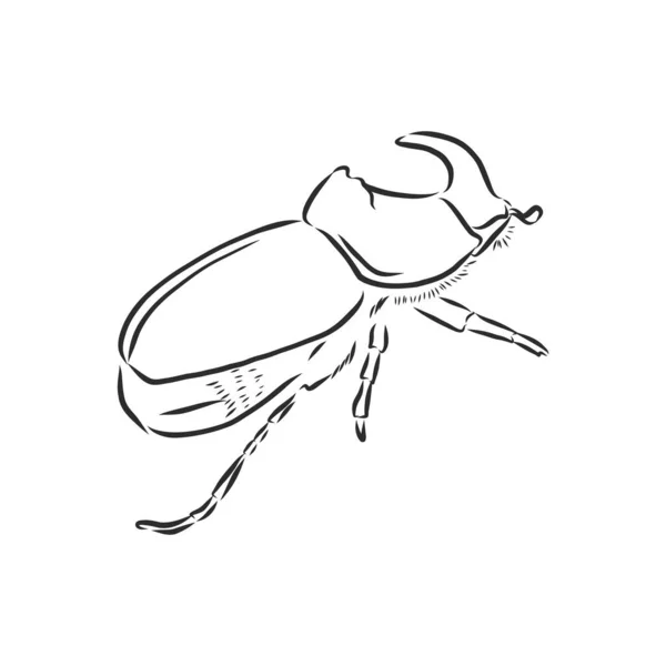Coléoptère rhinocéros dessin dans le style gravure vecteur de croquis. illustration de croquis vectoriel du scarabée rhinocéros — Image vectorielle