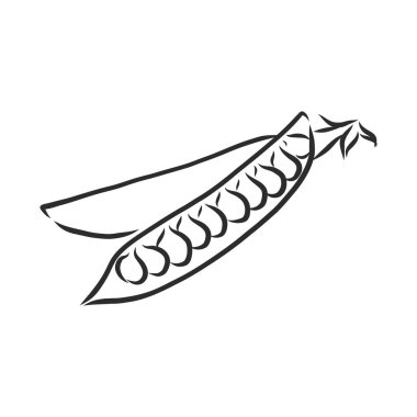 El çizimi bezelye çizimi seti. Beyaz arka planda izole edilmiş organik gıda illüstrasyonu. bezelye vektörü çizimi çizimi