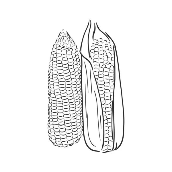 Milho, milho ou Zea mays, gravura vintage. Ilustração monocromática com milho sobre fundo claro. Ilustração, vetor, isolado. milho desenho vetorial ilustração — Vetor de Stock